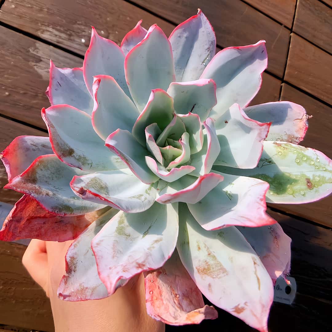 楽天市場】値下げ 農園直売 多肉植物 寄せ植え エケベリア属 ルエラ錦