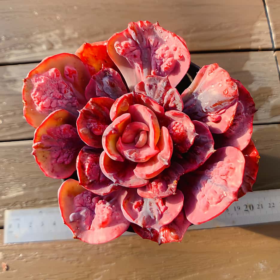 ミセスリチャード錦　群生(5頭) ミセスリチャード錦 | 植物じかん