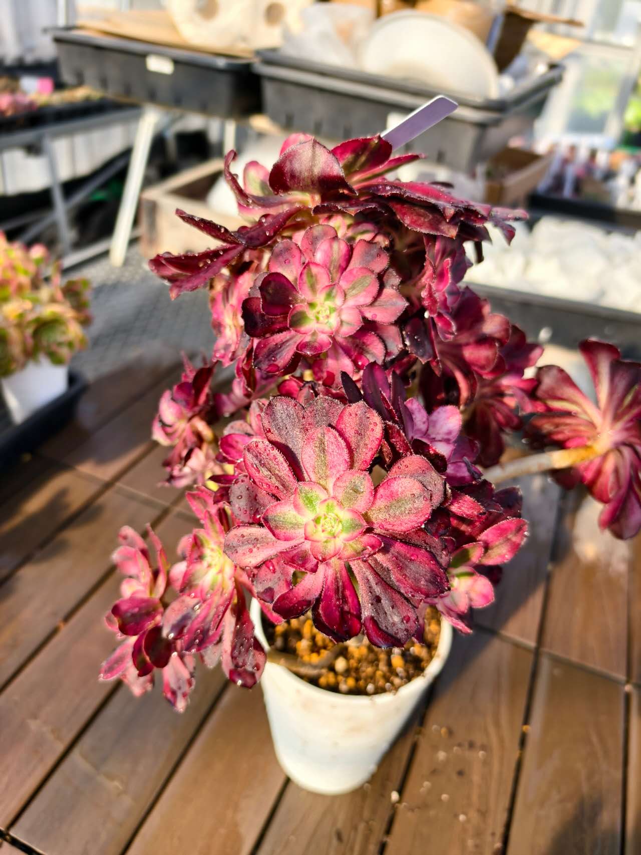 楽天市場】レア品種 アエオニウム シャネル錦 3号サイズ POT苗 珍しい