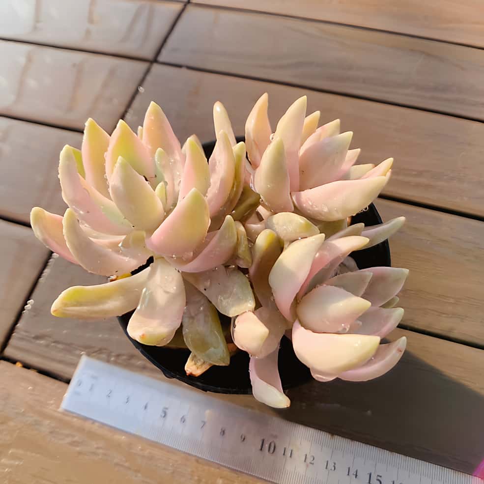 楽天市場】農園直売 多肉植物 寄せ植え ミセスリチャード錦（群）観葉