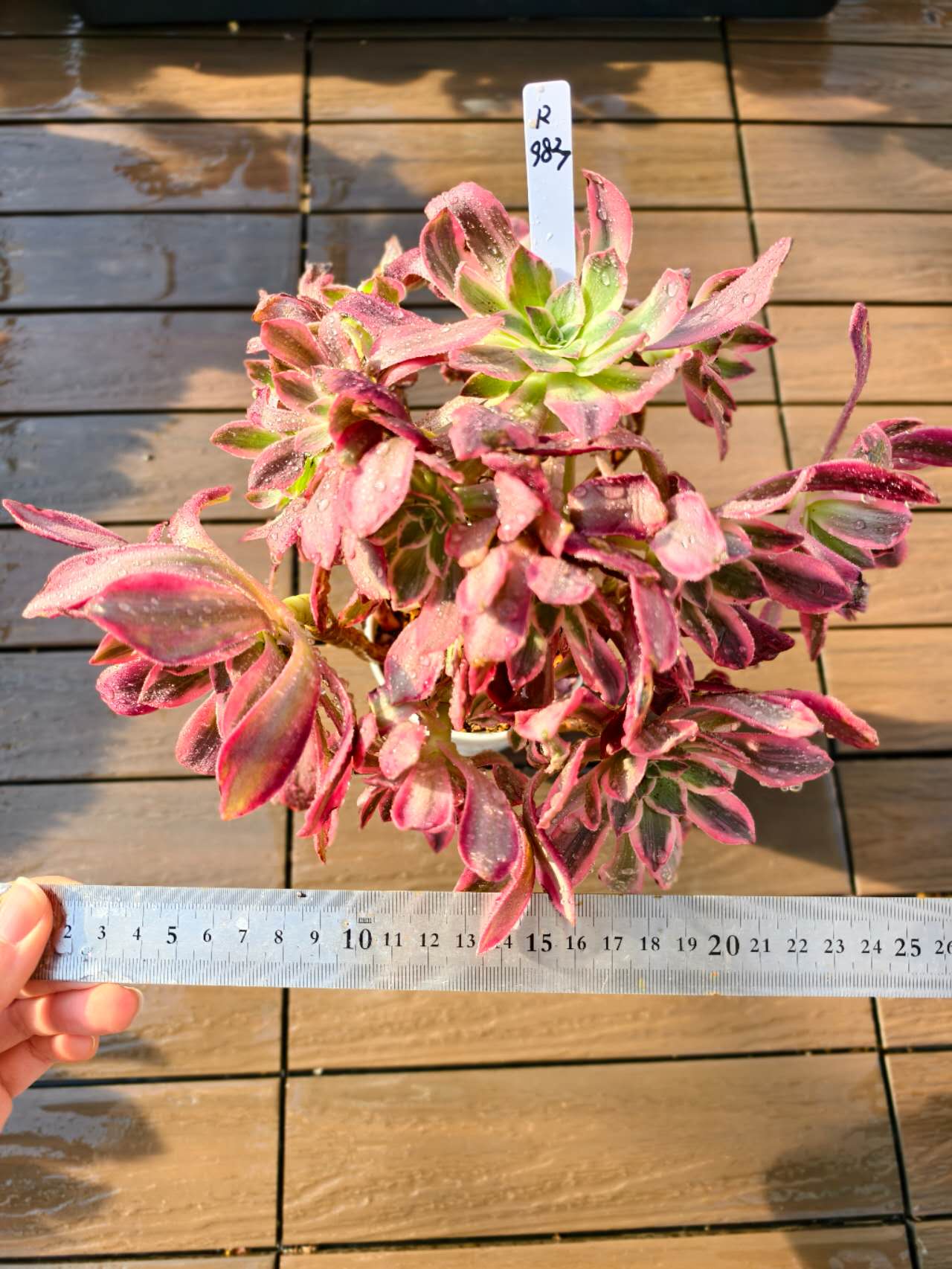 楽天市場】現物 白月光（群）R73 厳選 極上株 発根待ち アエオニウム属