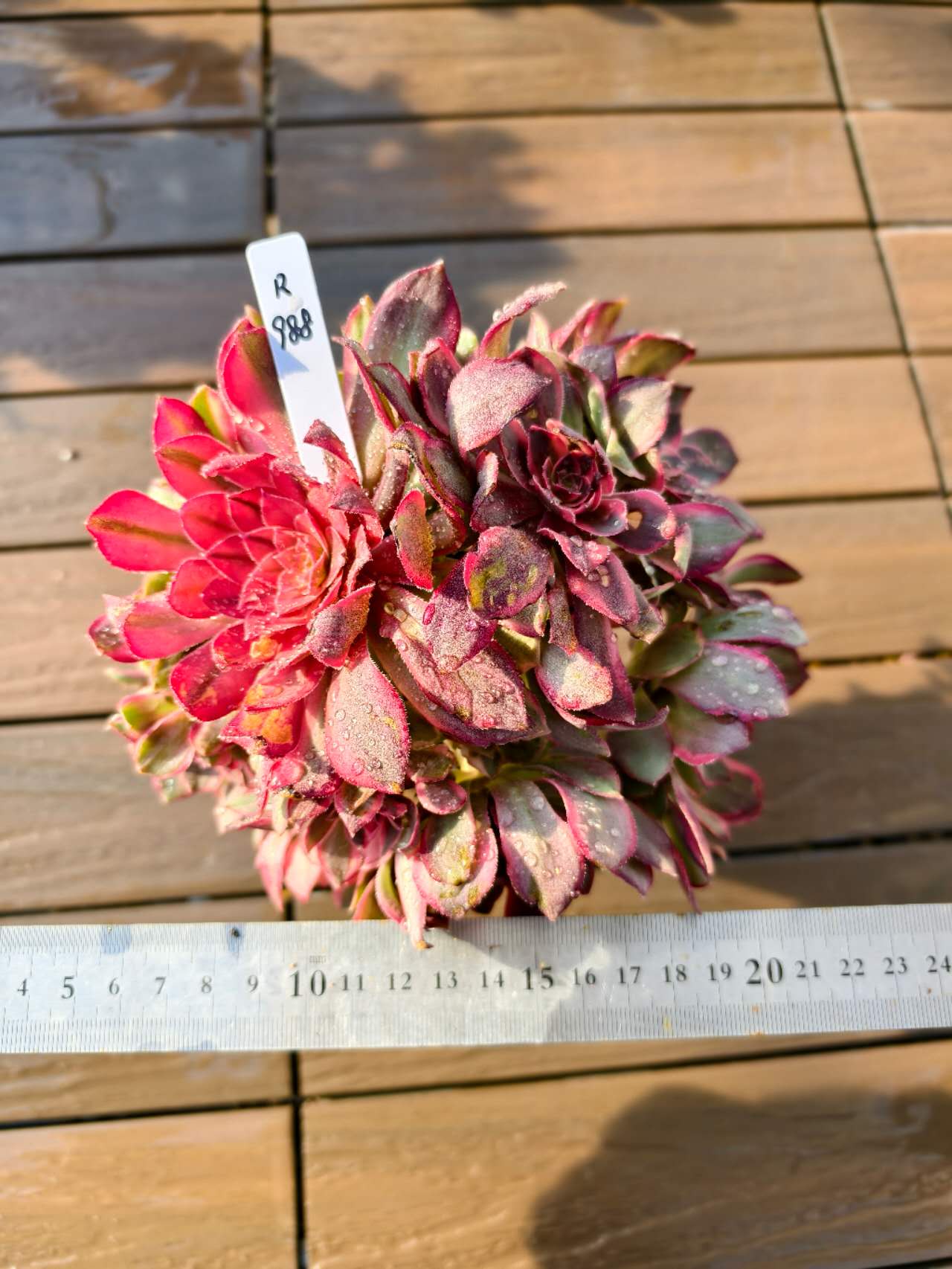 楽天市場】レア品種 アエオニウム シャネル錦 3号サイズ POT苗 珍しい