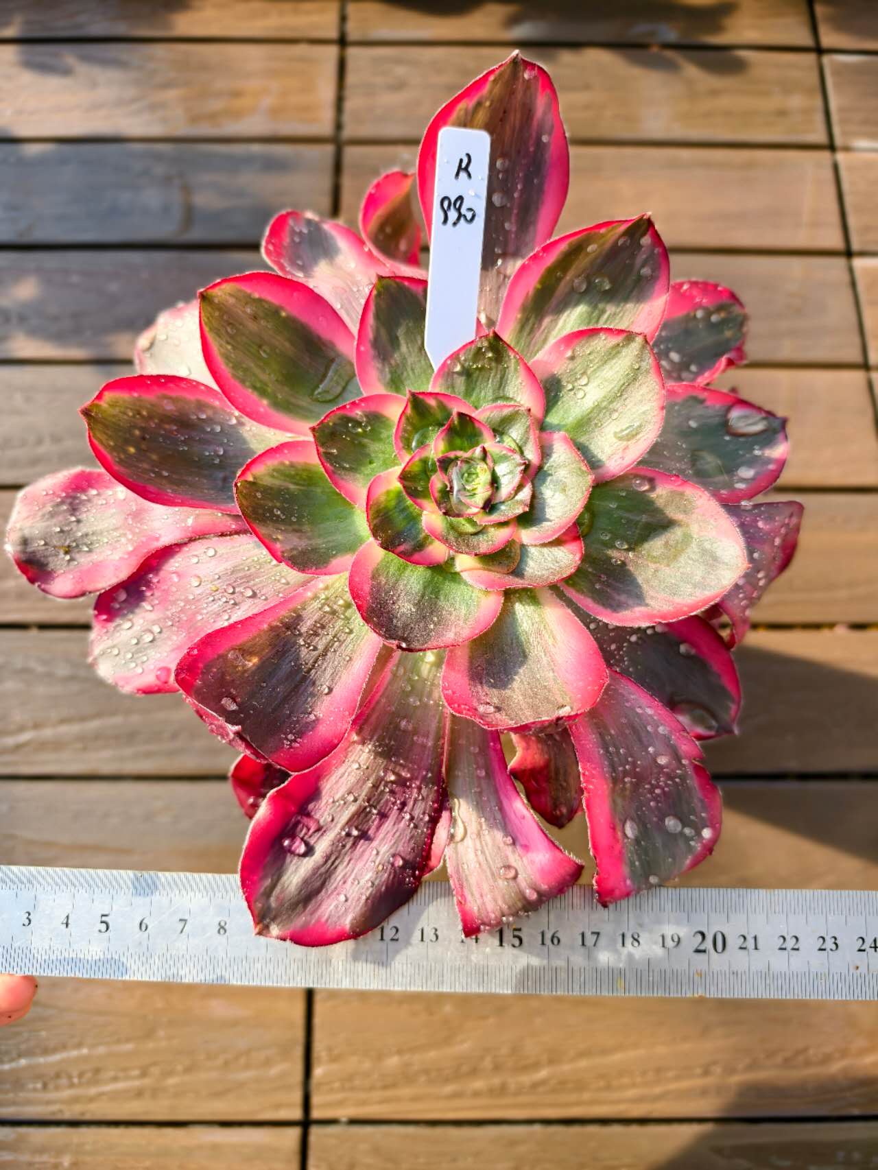 楽天市場】レア品種 アエオニウム シャネル錦 3号サイズ POT苗 珍しい