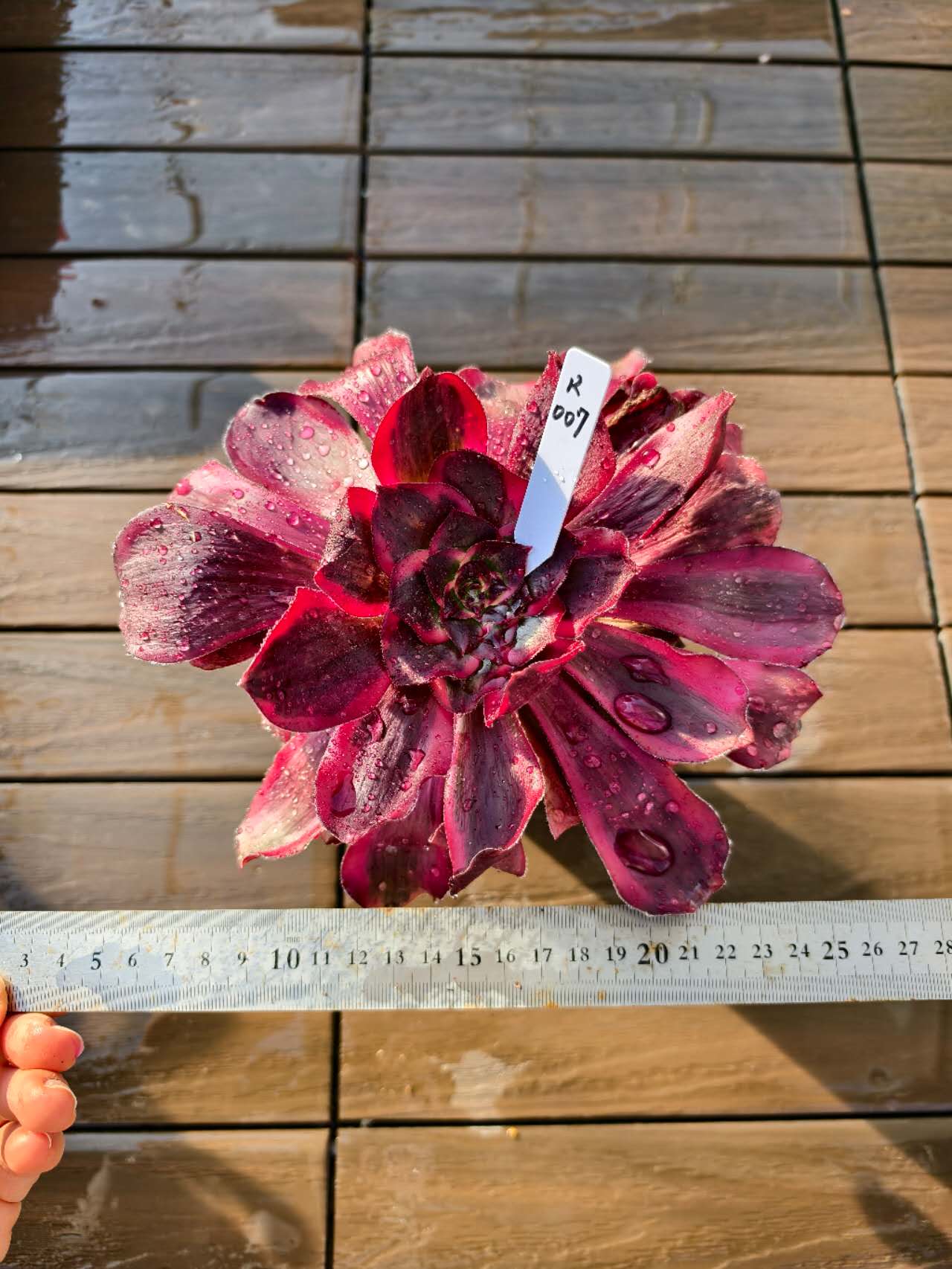 楽天市場】レア品種 アエオニウム ピンクレディ錦 3号サイズ POT苗