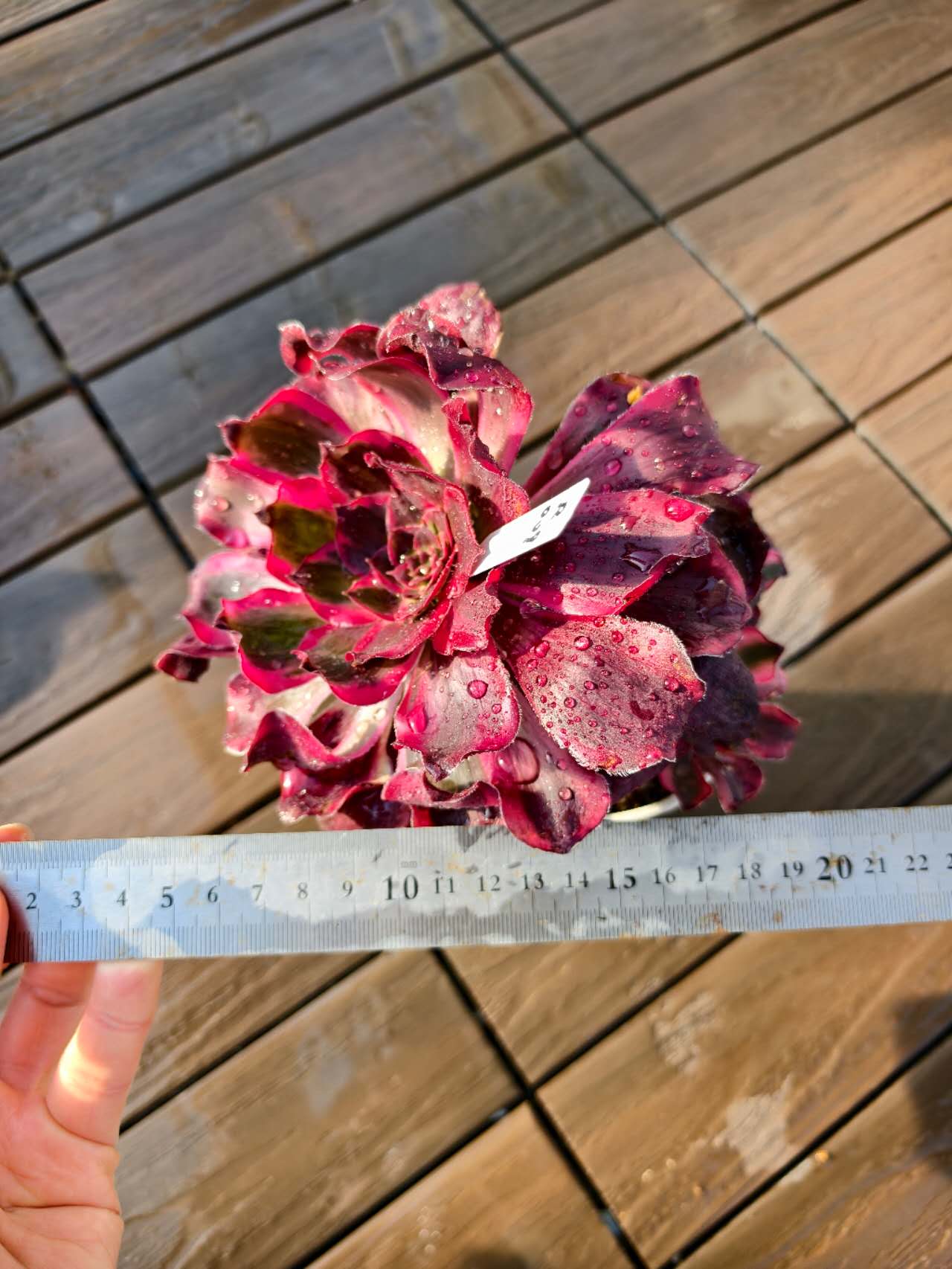 楽天市場】レア品種 アエオニウム シャネル錦 3号サイズ POT苗 珍しい