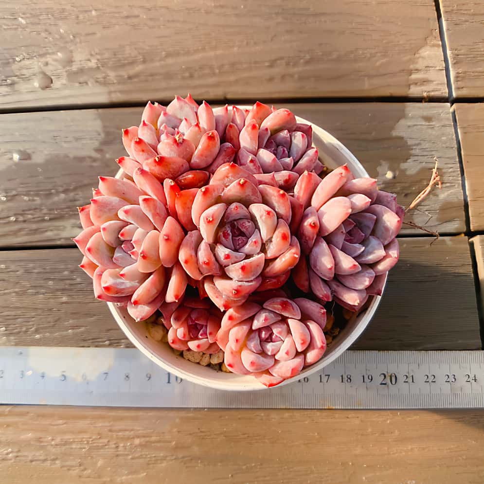 楽天市場】農園直売 多肉植物 寄せ植え エケベリア属 ミルクキャンディ