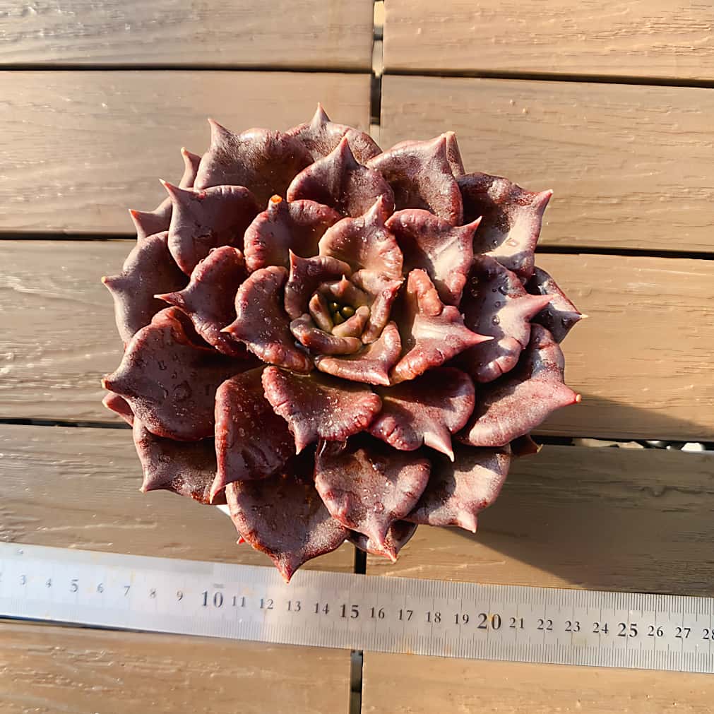 楽天市場】農園直売 多肉植物 寄せ植え エケベリア属 ロンギシマ （単