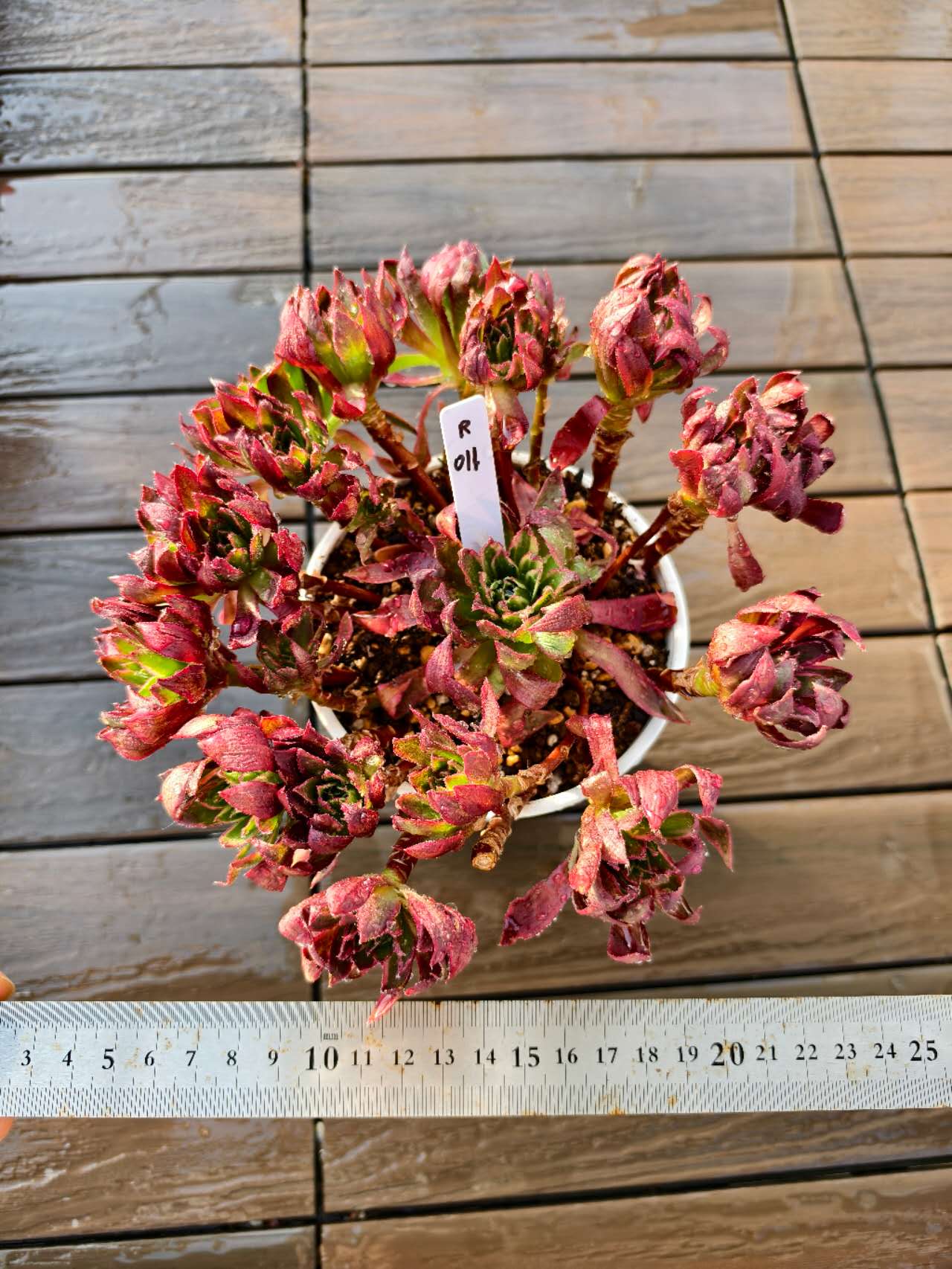 楽天市場】レア品種 アエオニウム ピンクレディ錦 3号サイズ POT苗