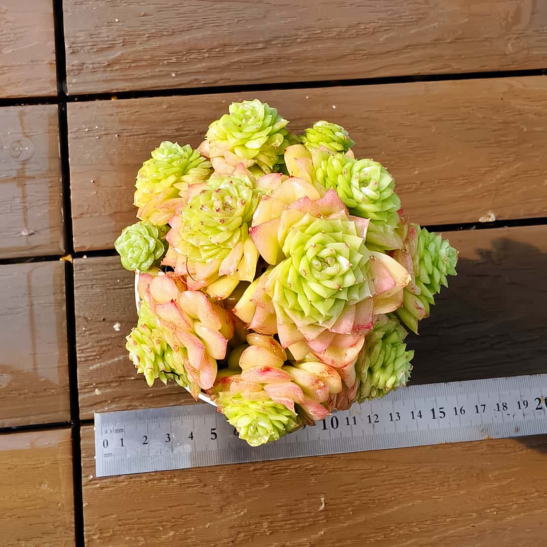 楽天市場】農園直売 多肉植物 寄せ植え エケベリア属 洛神（群）新品種