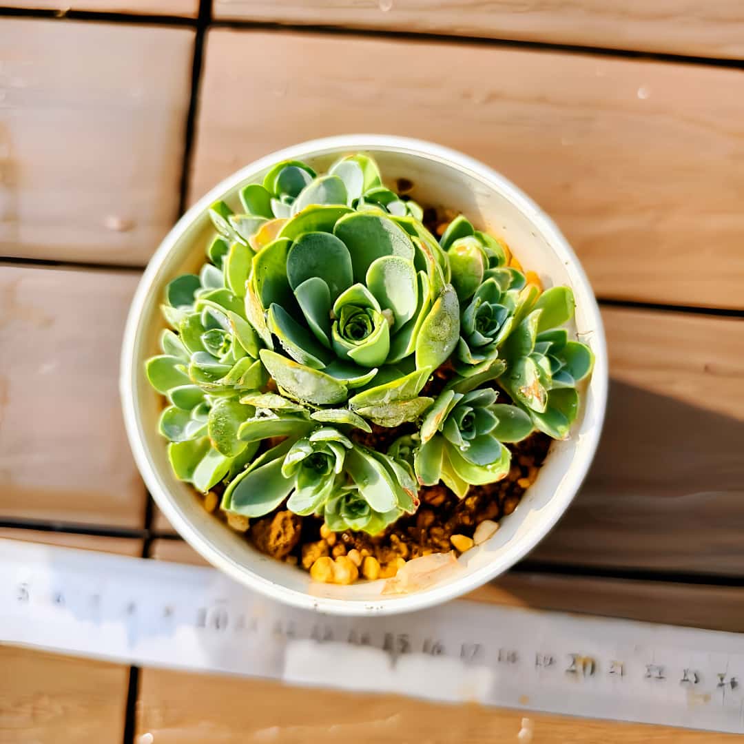 楽天市場】農園直売 多肉植物 寄せ植え アエオニウム ピンクウィッチ