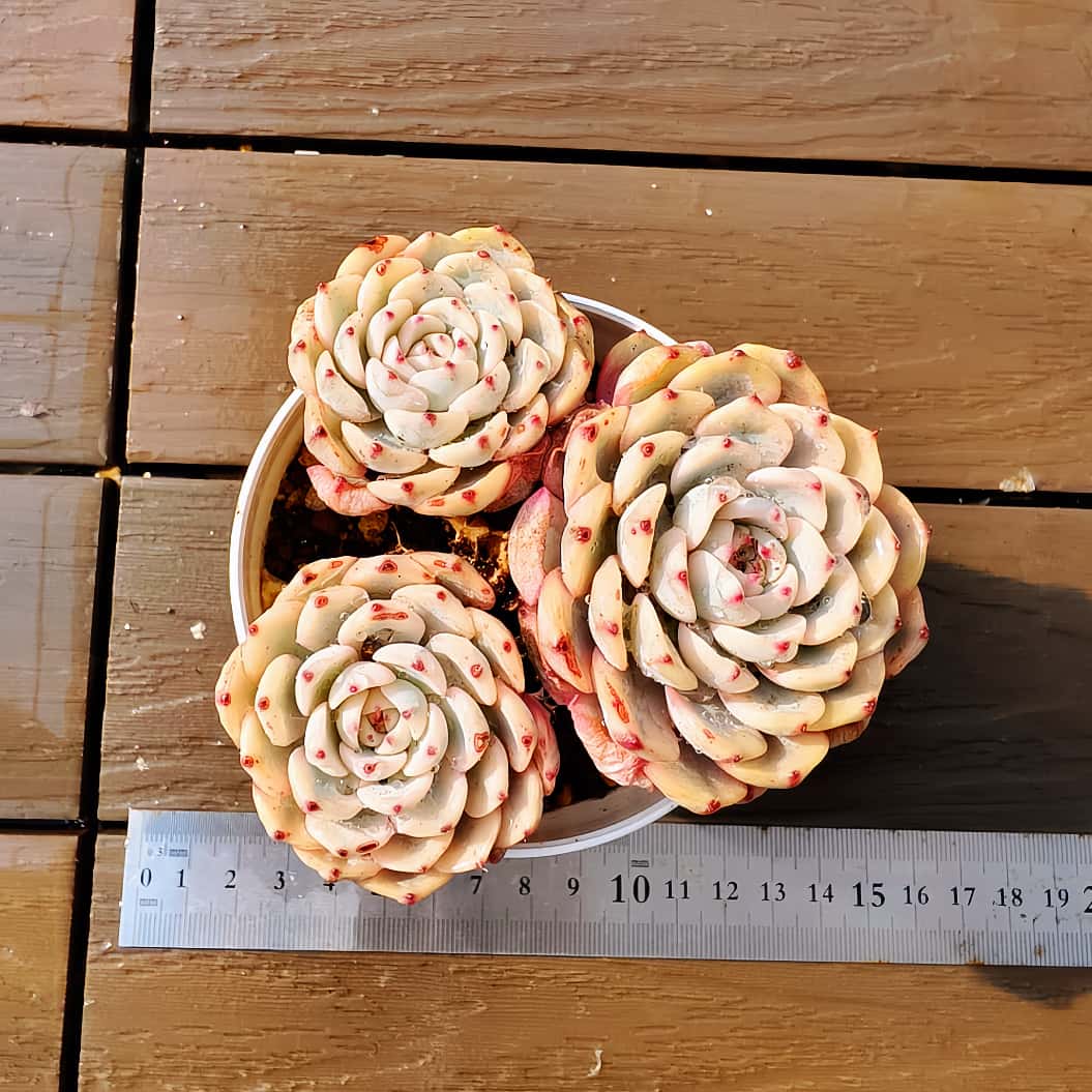 楽天市場】農園直売 多肉植物 寄せ植え エケベリア属 女雛錦 （群生