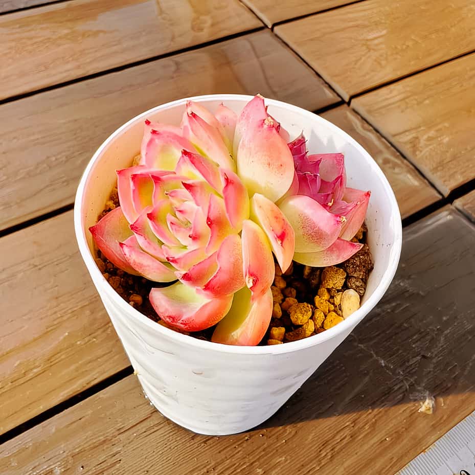 ◇多肉 寄せ植え エケベリア 幻影 静夜の薔薇 12種 カット苗