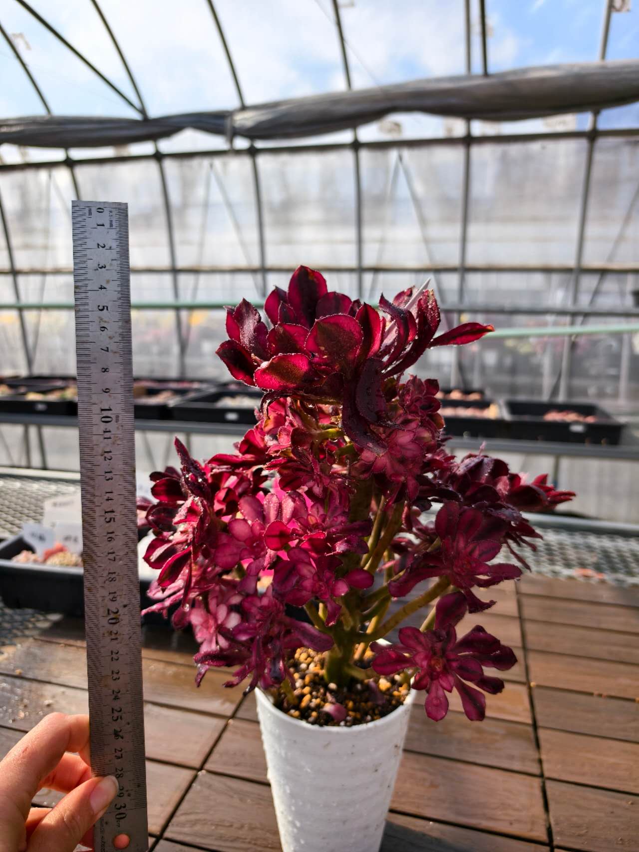 楽天市場】レア品種 アエオニウム シャネル錦 3号サイズ POT苗 珍しい