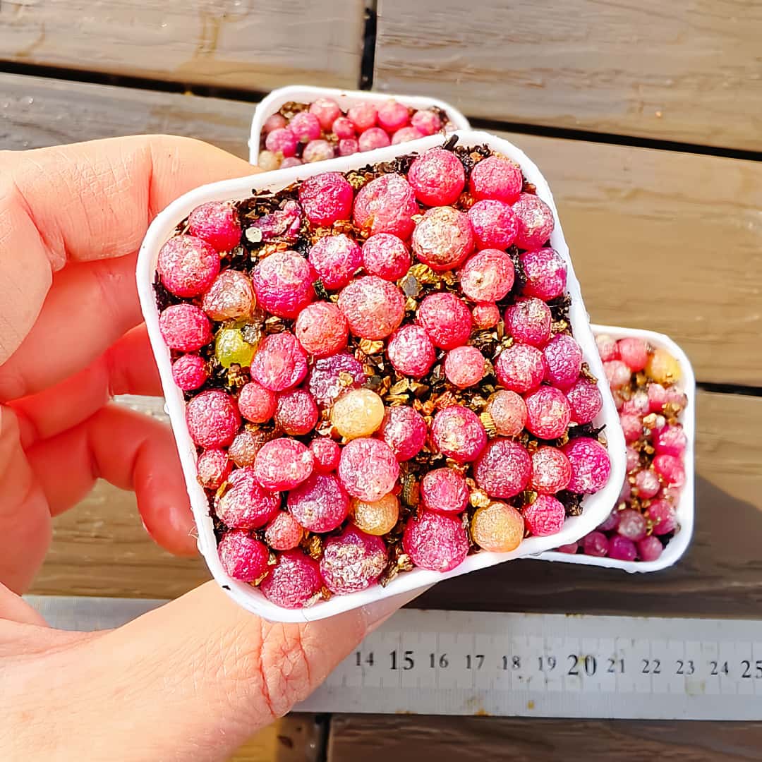 楽天市場】多肉植物：コノフィツム パゲアエ 小姓*幅1.5cm : 遊恵