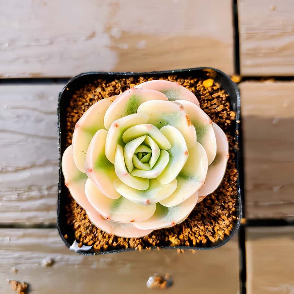 楽天市場】農園直売 多肉植物 寄せ植え パープルディライト覆輪錦（単