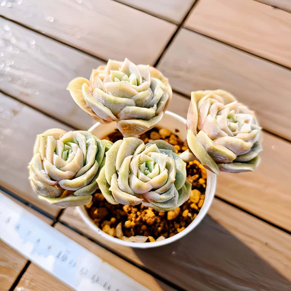 楽天市場】農園直売 多肉植物 寄せ植え エケベリア属 アイスラブリー