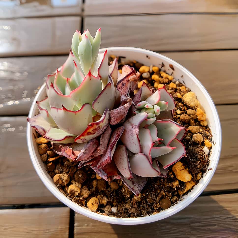 楽天市場】【当店農場生産】○多肉植物 エケベリア ストリクチ 楽天市場】【当店農場生産】○多肉植物 エケベリア ストリクチ