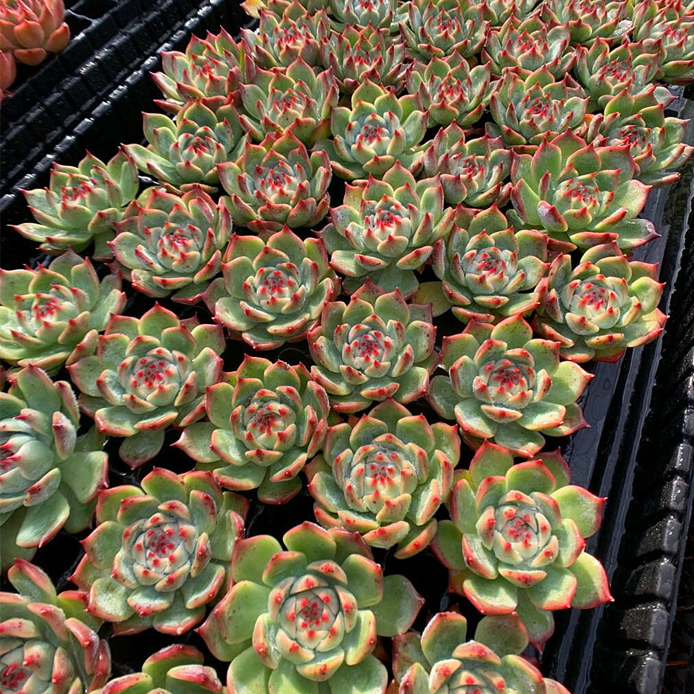 楽天市場 農園直売 多肉植物 寄せ植え おまかせセット 10株 抜き苗 送料無料 観葉植物 インテリア 多肉専門verve