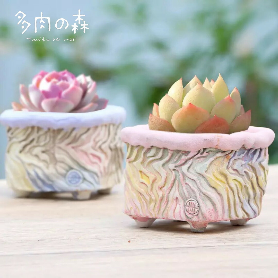 100 正規品 新着おまけありおしゃれでかわいい鉢 植木鉢 韓国鉢 ２号 素焼き鉢 陶器鉢 プランター鉢 陶器 ガーデニング オシャレ 可愛い エケベリア Ayuda Niku Com Mx