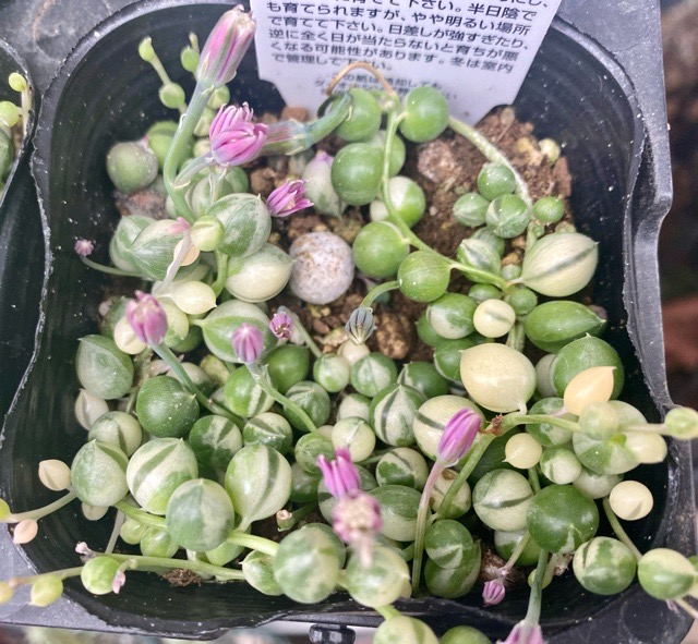 ✴️超お得✴️ ⑩ポットのままヤマト配送✴️ 斑入りグリーンネックレス✴️ ✴️超お得✴️ ⑩ポットのままヤマト配送✴️ 斑入りグリーン