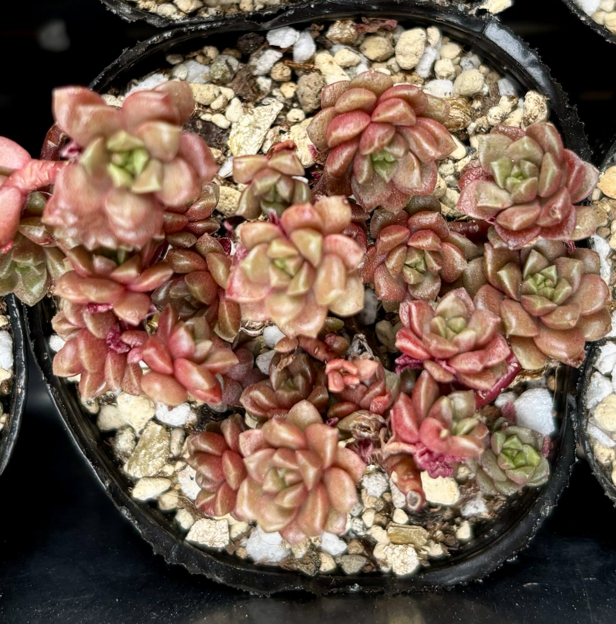 NO.141　寄せ植えセット　多肉植物　小さめサイズ　100個　エケベリア韓国苗 NO.96 寄せ植えセット 多肉植物 小さめサイズ 100個 エケベリア