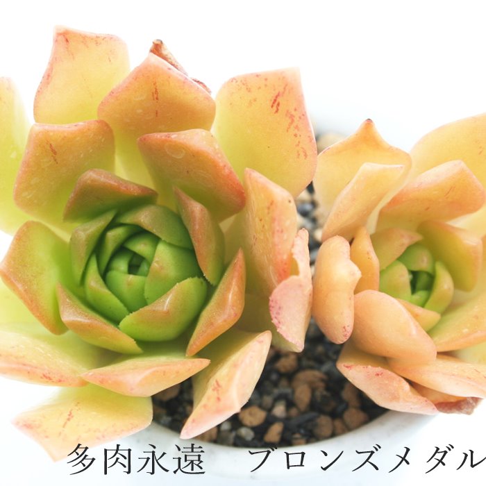 Aeonium Sweet tea 群生5頭 多肉植物韓国苗 - インテリア小物