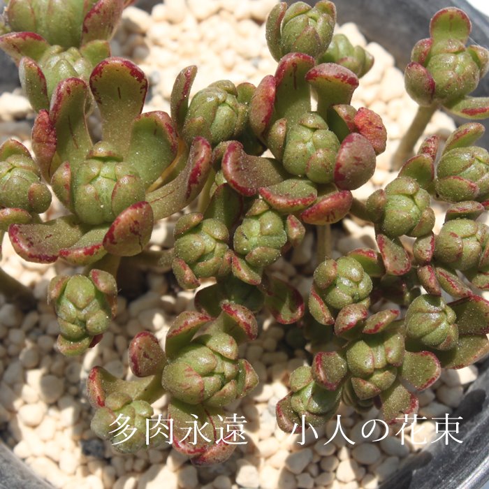 確認用　　アエオニウム 6種類セット 楽天市場】多肉植物 アエオニウム アイクリソン セット6種