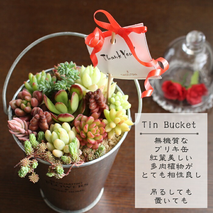 楽天市場】多肉植物 寄せ植え 送料無料 yo27 スクエアーレッド