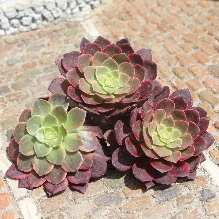 Aeonium Sweet tea 群生5頭 多肉植物韓国苗 - インテリア小物