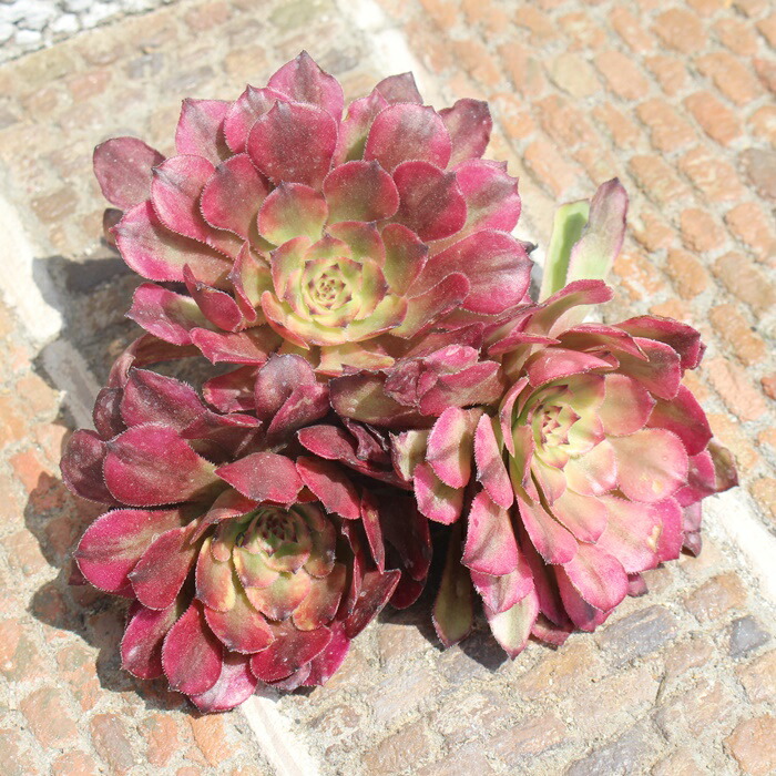 楽天市場】ルエラ錦 エケベリア Mサイズ5.5cmポット 韓国苗 Echeveria luella variegata 薔薇咲 多肉植物 小〜中型種  幹立ちタイプ きれい かわいい : 株式会社多肉永遠楽天市場店