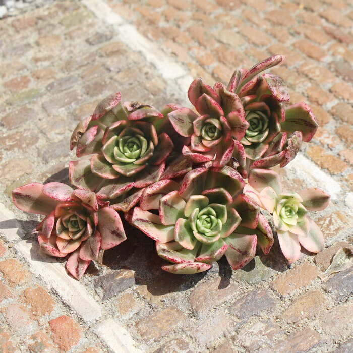 楽天市場】メデューサ カット苗 アエオニウム 韓国苗 Mサイズ 7.5cmポット aeonium medusa 多肉植物 幹立ち,仔を出すタイプ  中型種 かわいい : 株式会社多肉永遠楽天市場店