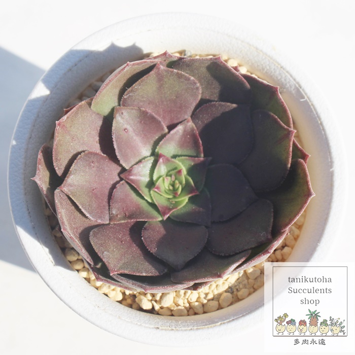 楽天市場】多肉植物 caアエオニウム ハロウィン錦 多肉植物