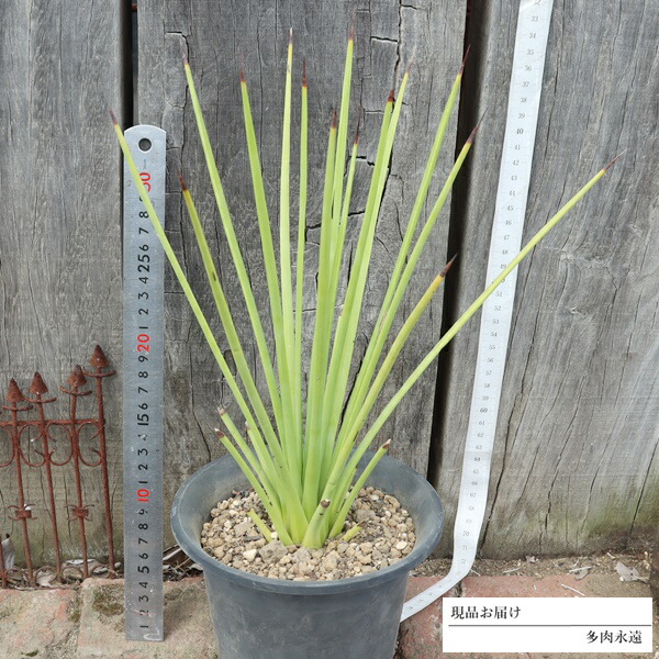 楽天市場】観葉植物 多肉植物 アガベ パープソラム Agave purpusorum