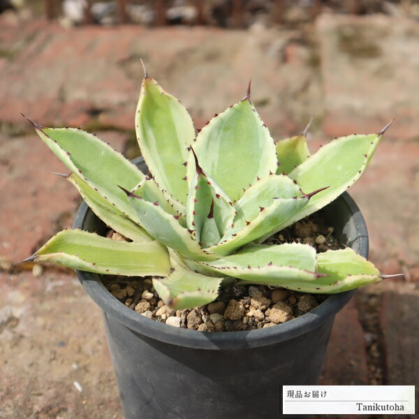 アガベ カウズホーン斑入り 6寸ポット アガベ カウズホーン斑入り 6寸