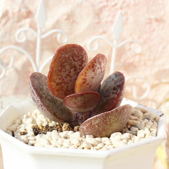 アドロミスクス　原種苗　60種類以上セット　速達 アドロミスクス 原種苗 60種類以上セット 速達 アドロミスクス 原種苗