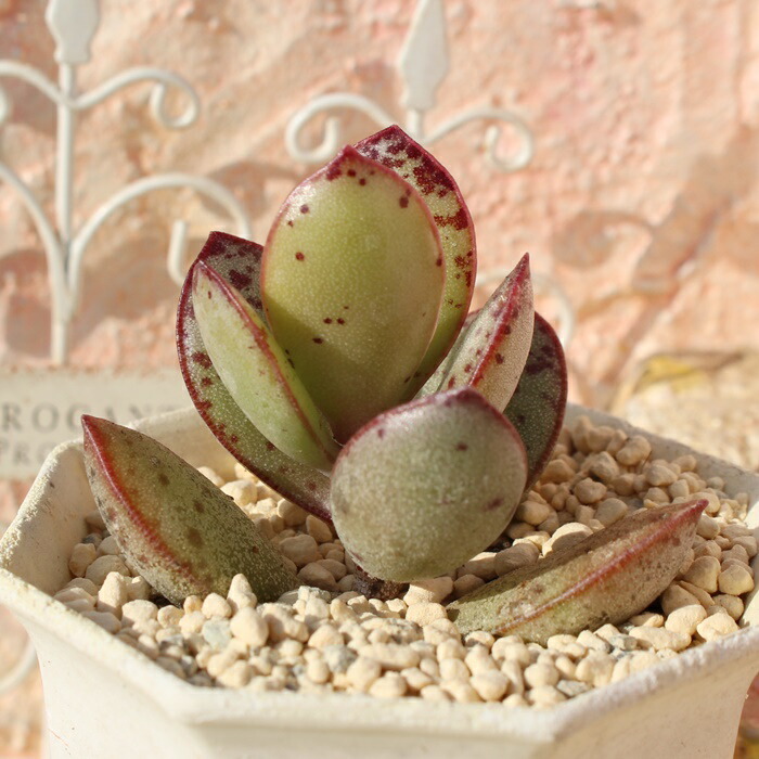 楽天市場】金天章 アドロミスクス Mサイズ 5.5cmポット