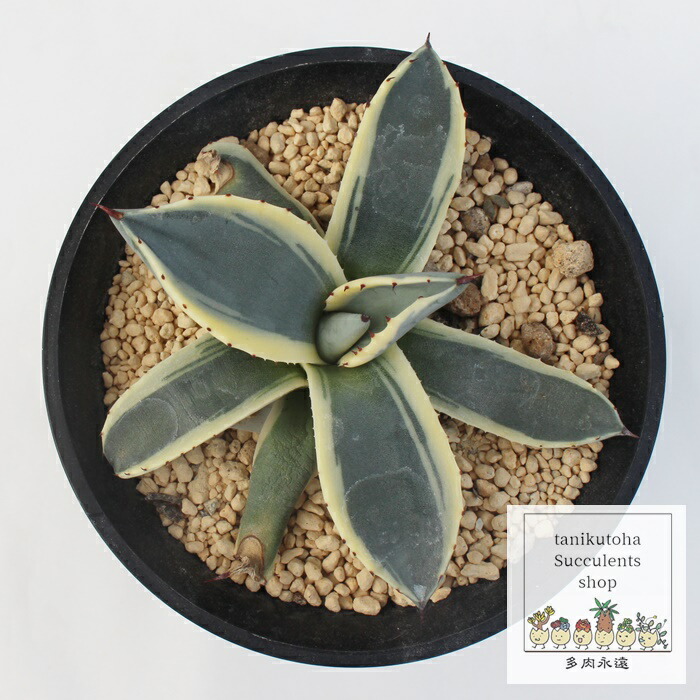 楽天市場】吉祥冠錦 外斑 Mサイズ6cmポット アガベ 斑入り 強刺