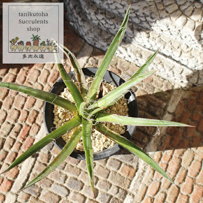 楽天市場】多肉植物 caアガベ オバティフォリア'バンジー' Agave