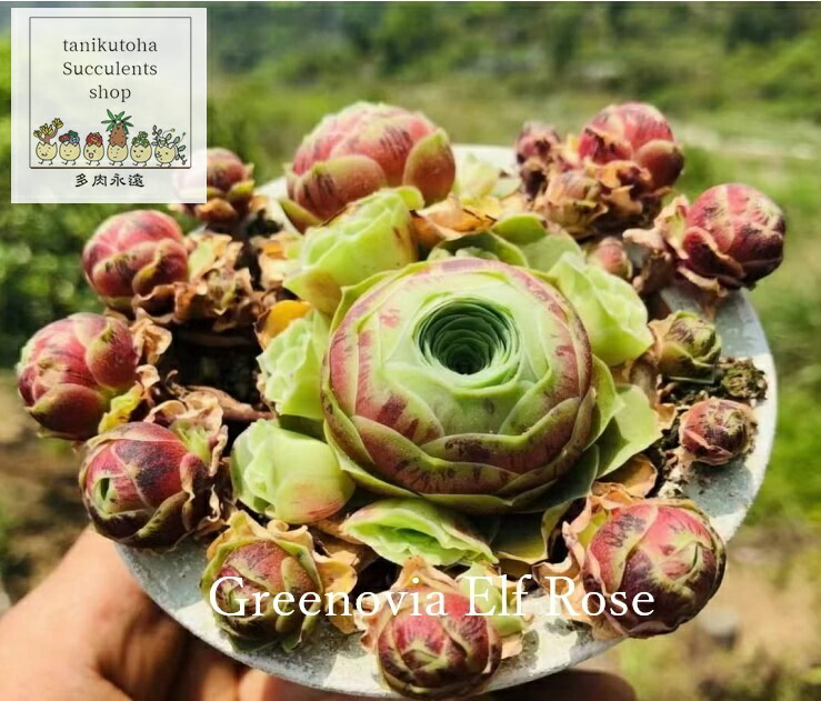 楽天市場】レモンローズ錦 エケベリア Mサイズ5.5cmポット 韓国苗 Echeveria lemon rose variegata 薔薇咲 多肉植物  小〜中型種 幹立ちタイプ きれい かわいい : 株式会社多肉永遠楽天市場店