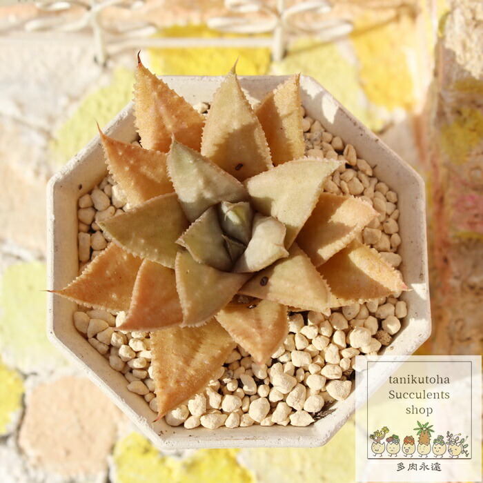 楽天市場】アロエ・千代姫「多肉植物」希少種 [Aloe variegata と Aloe