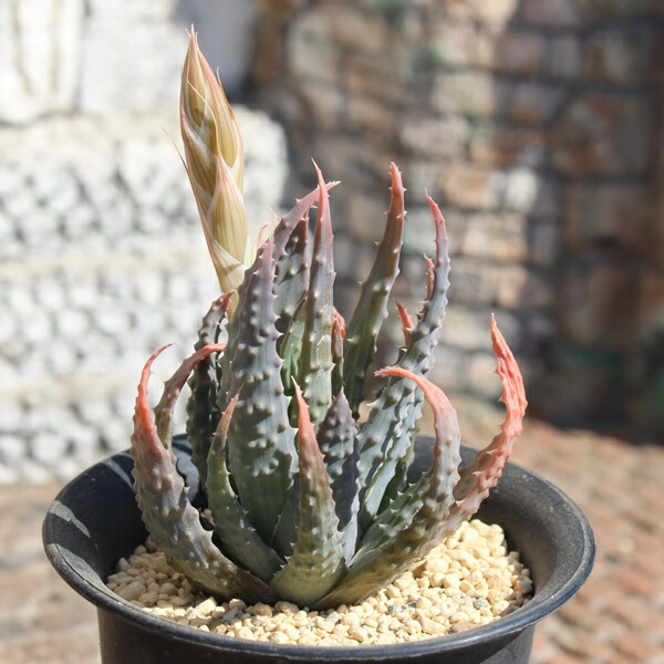 種20粒 アロエ ピランシー 20粒 アロエ・ピランシー Aloe pillansii 種子