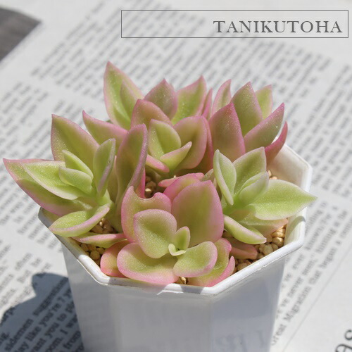 レア 紅蓮地獄 フォーカリア 多肉植物 オリジナルラベル付き 1292 楽天市場】フォーカリアの通販