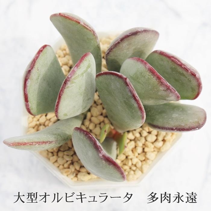 楽天市場 大型オルビキュラータ コチレドン Mサイズ6ｃｍポット Cotyledon Tomentosa 多肉植物 小 中型種 仔を出すタイプ 微毛 かわいい おしゃれ 男前 株式会社多肉永遠楽天市場店