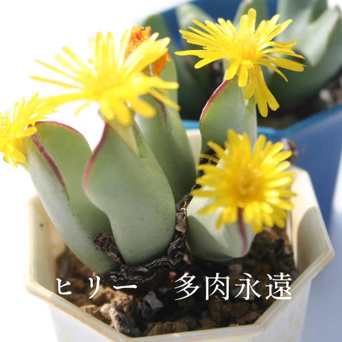 楽天市場 ヒリー 1頭 Mサイズ6ｃｍポット 大型 足袋型 昼咲種 黄花 コノフィツム Conophytum Hillii 多肉植物 小型種 分頭タイプ 可愛い 株式会社多肉永遠楽天市場店