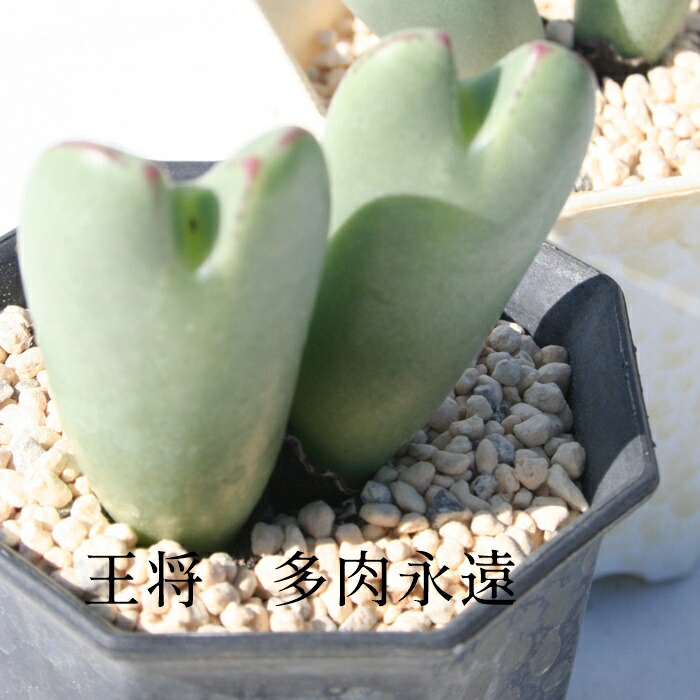 コノフィツム ヤンギー白花　　超大群生株 コノフィツム ヤンギー白花 超大群生株 コノフィツム ヤンギー白花