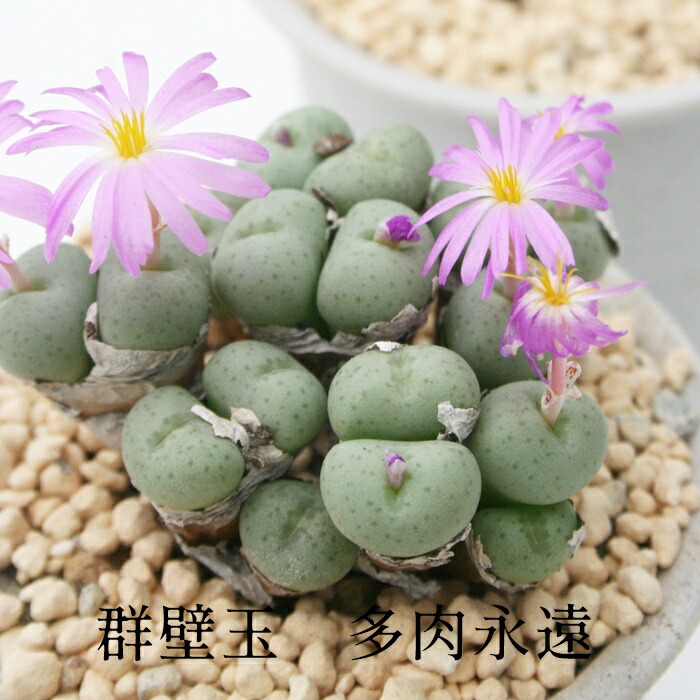 楽天市場】鳩笛 ２〜３頭 Mサイズ6ｃｍポット 小型 鞍型 昼咲 黄花 コノフィツム Conophytum 'HATOBUE' 多肉植物 分頭タイプ  可愛い : 株式会社多肉永遠楽天市場店