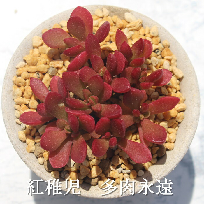 楽天市場】フィリカウリスレッドスポット アドロミスクス Mサイズ 5.5