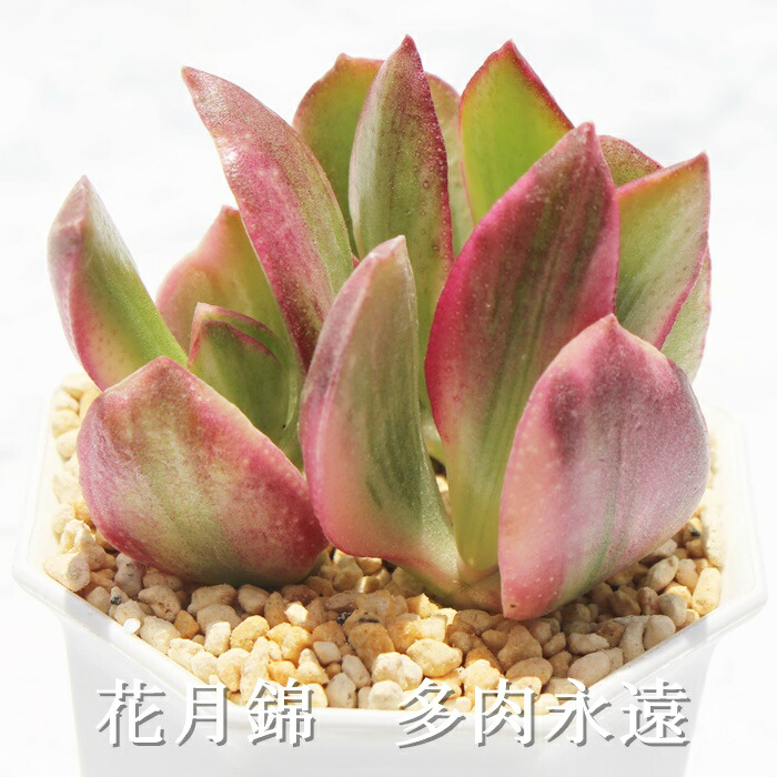 楽天市場】富士錦 ガステリア Mサイズ5.5cmポット Gasteria 楽天市場】富士錦 ガステリア Mサイズ5.5cmポット Gasteria