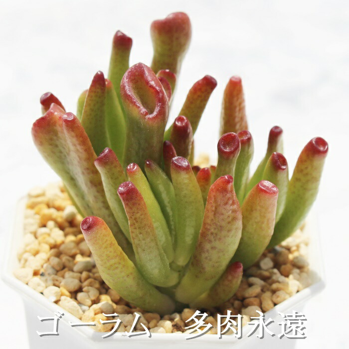 楽天市場】多肉植物 クラッスラ属 ゴーラム 宇宙の木カット小苗 楽天市場】多肉植物 クラッスラ属 ゴーラム 宇宙の木カット小苗