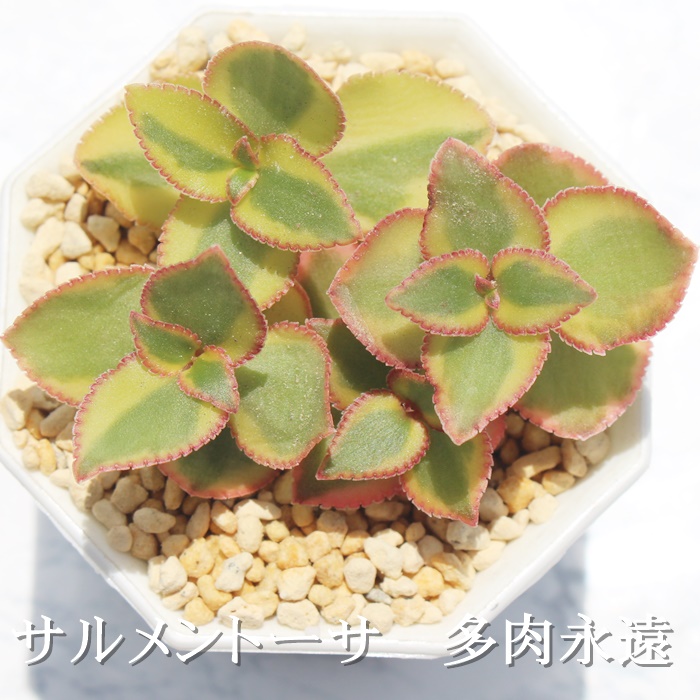 多肉植物 楽天市場】多肉植物 caシッサス キフォステンマ キローサム 0417